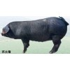 出售太湖母猪品种 苏太母猪品种 产仔率高 抗病力强