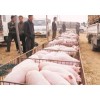 财运牧业大量供应优质苗猪，100头起免运费！