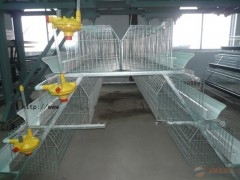 昌盛蛋鸡笼1图3