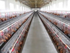 昌盛肉鸡笼2图2
