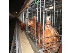 昌盛肉鸡笼2图3