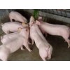 4元/斤大量供应优质苗猪，免运费送猪到家