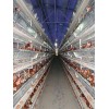 鸡笼厂价直销镀锌蛋鸡笼  质优，经久耐用的蛋鸡饲养设备