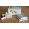 沙丁胺醇ELISA检测试剂盒