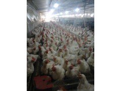 肉种鸡平养设备图1
