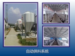 猪场自动化喂料线图1