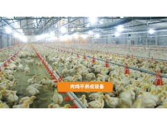 肉鸡饲养设备图1