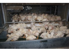 层叠式肉鸡纵向处鸡转横向出鸡图1