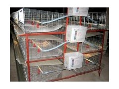肉鸡养殖设备图1