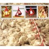 养鸡水线料线产品使用实景图