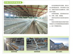 阶梯式蛋鸡笼养设备图1