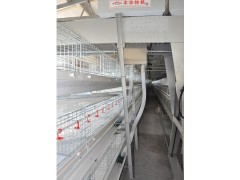微阶梯肉鸡全自动养殖设备图1