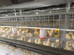 金正农牧阶梯式鸡笼图1