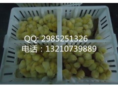 小鸡周转筐周转笼 鸡苗运输筐 小鸡箩幼鸡周转筐厂家图2