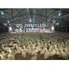 养殖鸡鸭用塑料漏粪板可拼接漏粪板养羊兔用漏粪板厂家