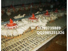 散养鸭用漏粪板 羊用漏粪板 鹅雏塑料平网报价图1