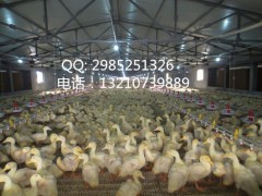 散养鸭用漏粪板 羊用漏粪板 鹅雏塑料平网报价图2