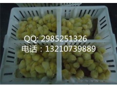 小雏鸡运输笼尺寸 坚固耐用小鸡周转箱生产厂家图1