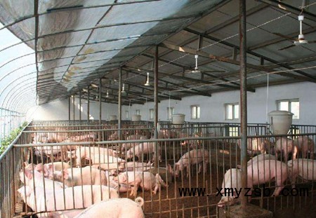 工厂化养猪场与传统养猪场建设区别