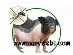 灭蚊棒香-养猪专用图1