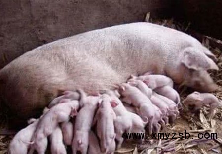 养猪场中自制母猪助产绳与母猪食槽