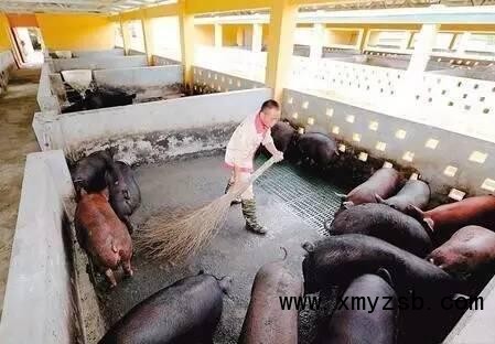猪场清洗消毒，你是不是也进入了这些误区