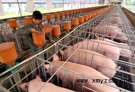 智能猪场成趋势？华北首个智能猪场在河北沧州投产