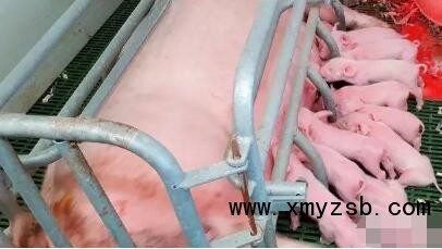 什么是理想的分娩舍设施：产床数量，猪舍大小，产床类型