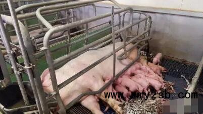 什么是理想的分娩舍设施：产床数量，猪舍大小，产床类型