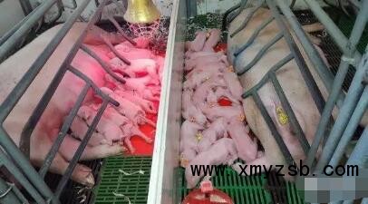 什么是理想的分娩舍设施：产床数量，猪舍大小，产床类型