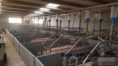 什么是理想的分娩舍设施：产床数量，猪舍大小，产床类型