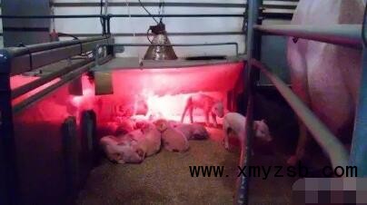 什么是理想的分娩舍设施：产床数量，猪舍大小，产床类型