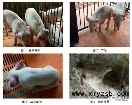 为什么换季时猪场就不稳定？一例秋冬季节不稳定猪场的案例分析