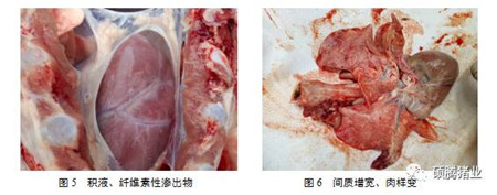 为什么换季时猪场就不稳定？一例秋冬季节不稳定猪场的案例分析