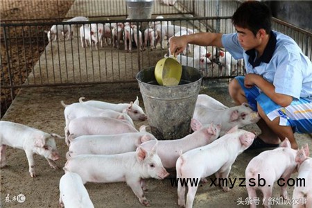 秋季养猪安全管护七措施之猪舍保温、饲料调整、加强防疫!