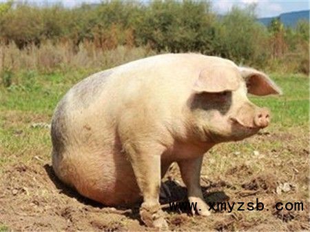 天气冷了!猪舍温度一定要控好