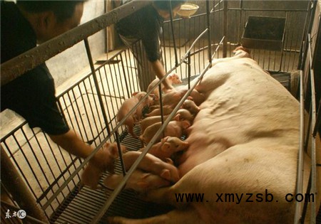 猪场4种取暖设备的使用，不要你的猪跟着受罪