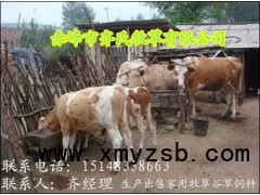 现货供应牛羊马等畜牧冬季草料草块饲料图2