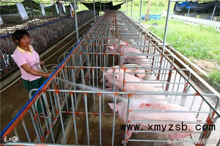 养猪用水泥漏粪板,它的优点是什么?