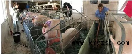 中国养猪网