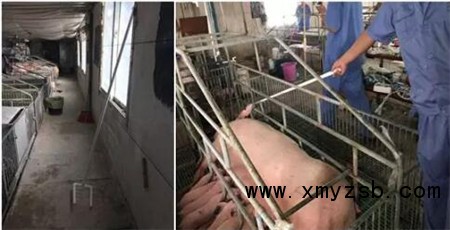 中国养猪网