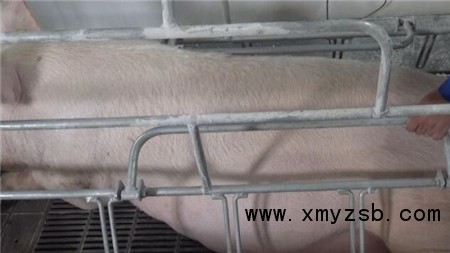 中国养猪网
