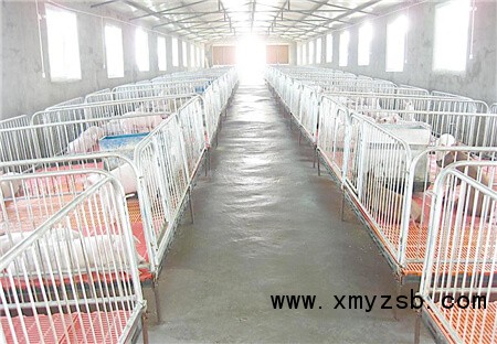 中国养猪网