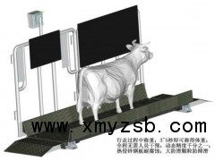 奶牛称重设备图1