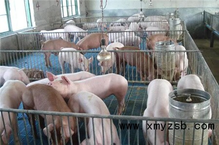 中国养猪网