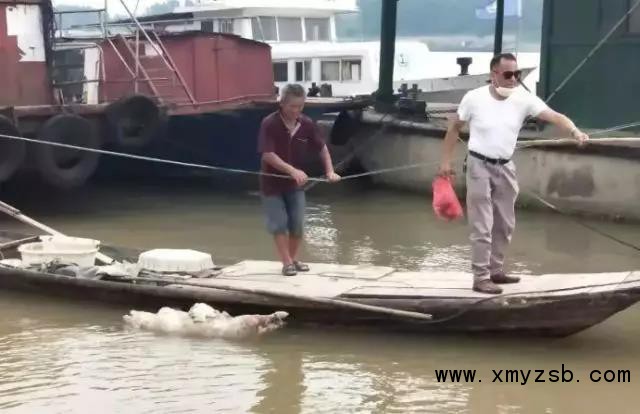 安乡县河面漂浮死猪