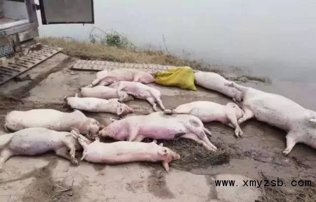 打捞上来的死猪