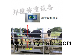 肉牛智能称重设备图2