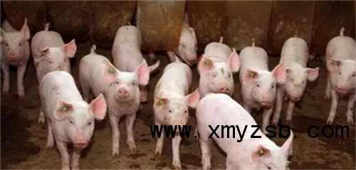 中国养猪网