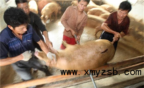 中国养猪网